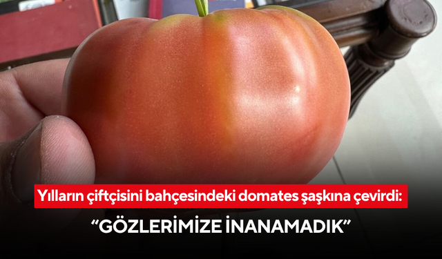 Domatesi kesti, içinden ot fışkırdı! Yılların çiftçisi bile neye uğradığını şaşırdı