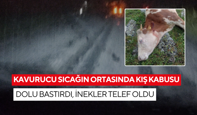 Türkiye sıcaklarla kavrulurken bir şehirde kıyamet koptu! Dolu bastırdı, inekler telef oldu