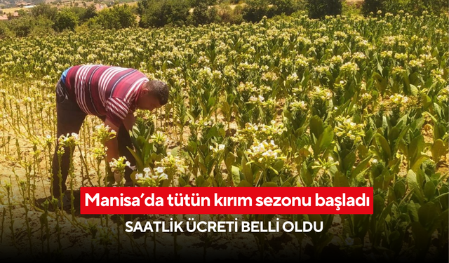 Manisa’da tütün kırım sezonu başladı: Saatlik ücreti belli oldu