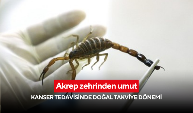 Akrep zehrinden umut: Kanser tedavisinde doğal takviye dönemi