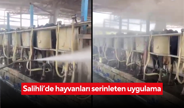 Salihlili çiftçi, sıcaktan strese giren hayvanları su ile serinletti