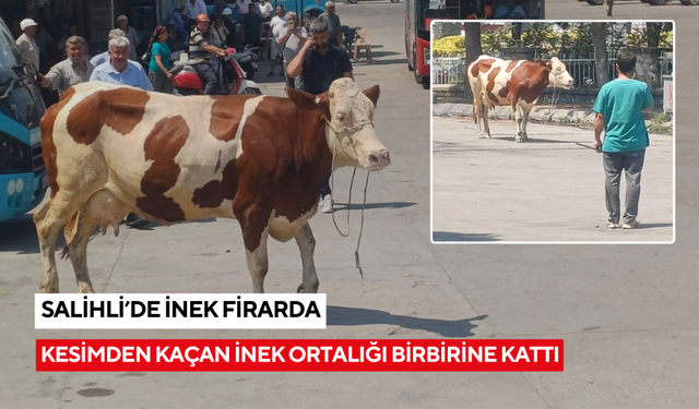 Salihli’de mezbahadan kaçan inek ortalığı birbirine kattı