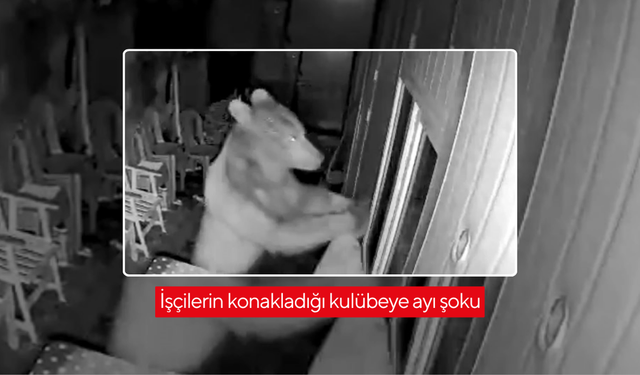 Ayının kulübeye girişi güvenlik kamerasına böyle yansıdı...