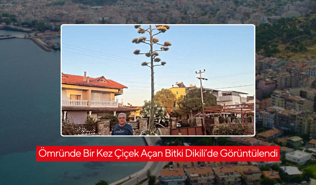 30 Yıldır Beklenen Çiçek Dikili’de Açtı