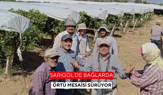 Sarıgöl'de bağlarda örtü mesaisi sürüyor