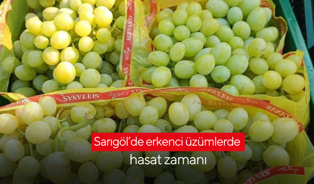 Sarıgöl’de erkenci üzümlerde hasat zamanı