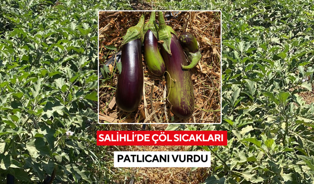 Salihli’de çöl sıcakları patlıcanı vurdu