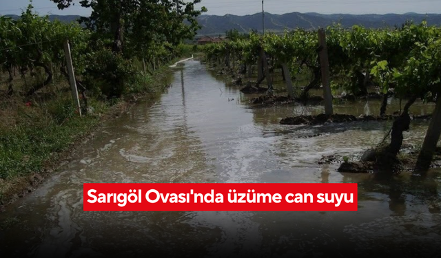 Sultaniye üzümlerine hayat veren su! Sarıgöl’de sulama sezonu başladı
