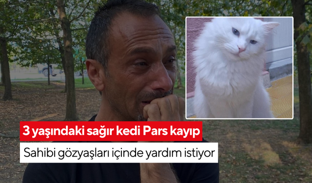 'Ne olur yardım edin!' Pars’ı bulana 10 bin TL ödül | Kaybolan kedisi Pars için gözyaşlarıyla sokak sokak geziyor