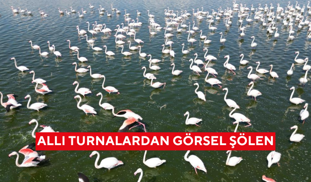 Allı turnalardan görsel şölen