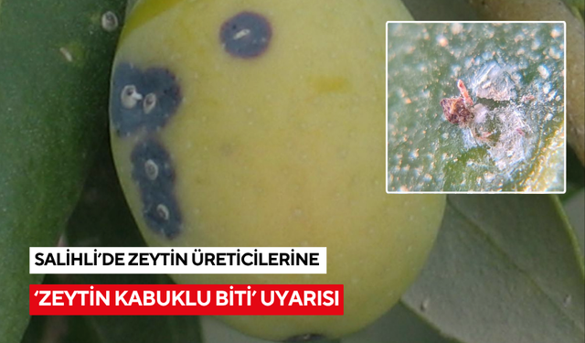 Salihli’de zeytin üreticilerine ‘Zeytin Kabuklu Biti’ uyarısı