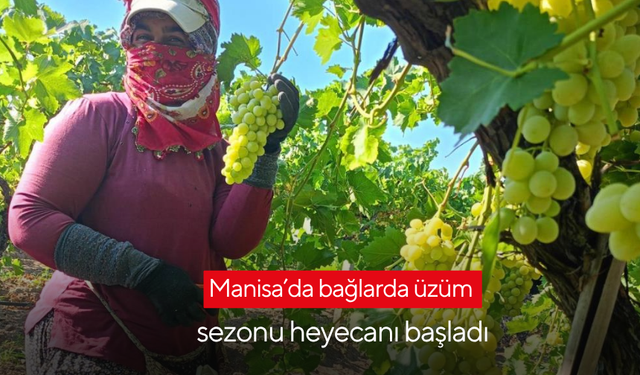 Manisa’da bağlarda üzüm sezonu heyecanı başladı