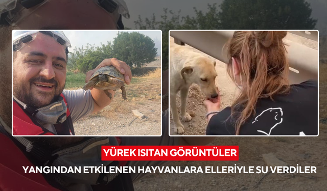 Yangından etkilenen hayvanlara elleriyle su verdiler