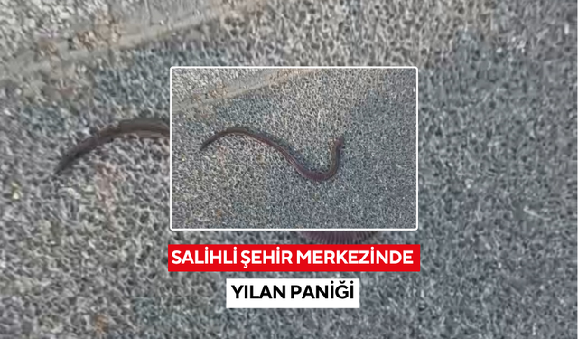 Salihli şehir merkezinde yılan paniği