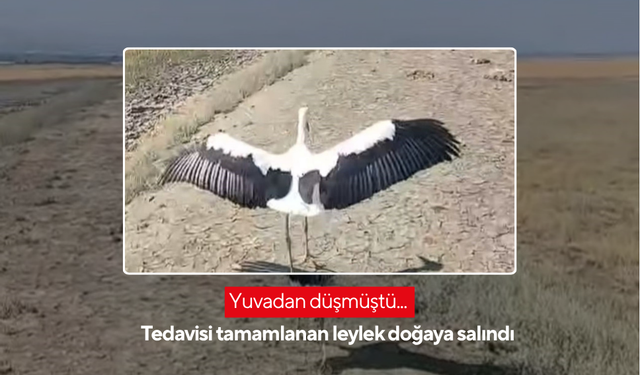 Yuvadan düşmüştü... Tedavisi tamamlanan leylek doğaya salındı