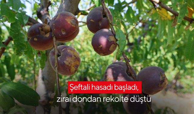 Şeftali hasadı başladı, zirai dondan rekolte düştü