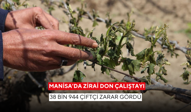 Manisa'da 38 bin 944 çiftçi ve 886 bin 194 dekarlık alan zarar gördü