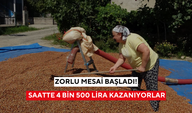 Hasatta rekor ödeme! Zorlu mesaiye saatte 4 bin 500 lira ödeniyor...