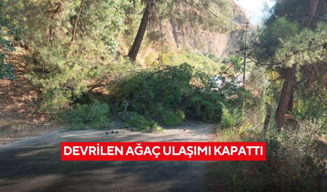 Manisa'da devrilen ağaç yolu ulaşıma kapattı