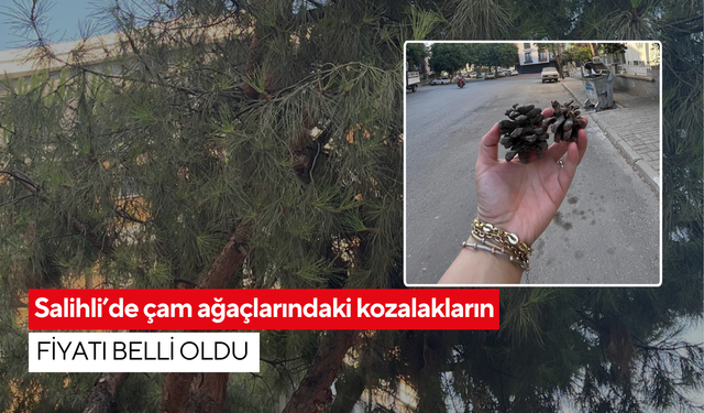 Salihli’de çam ağaçlarındaki kozalakların fiyatı belli oldu