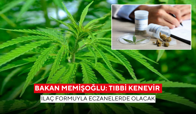 Bakan Memişoğlu 'Tıbbi kenevir ilaç formuyla eczanelerde olacak'