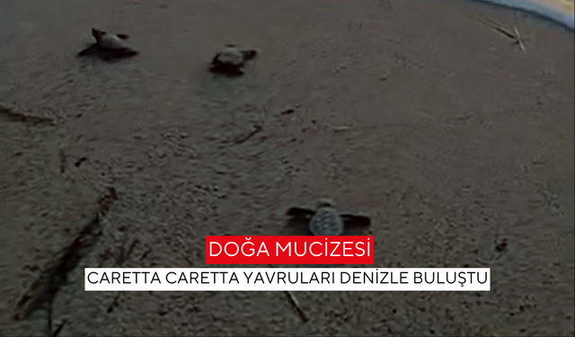 Didim sahillerinde 47 minik Caretta Carettalar hayata merhaba dedi