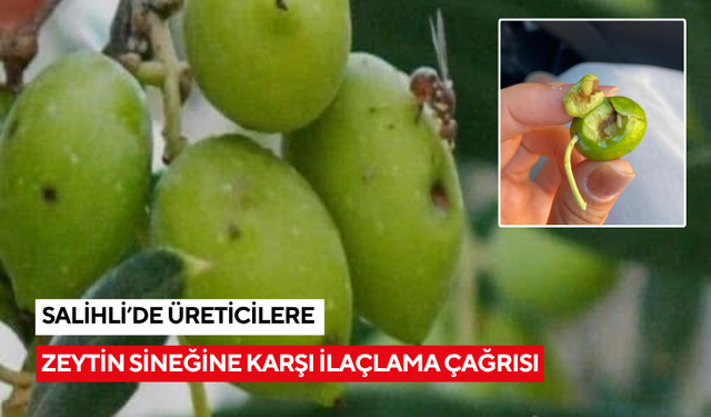 Salihli’de zeytin sineğine karşı ilaçlama çağrısı