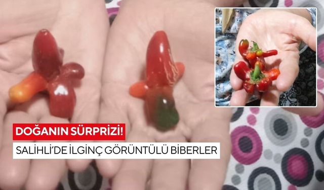Salihli’de bahçeden çıkan ilginç biberler şaşırttı