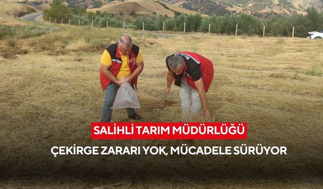 Salihli İlçe Tarım’dan çekirge açıklaması: Olağan dışı artış yok