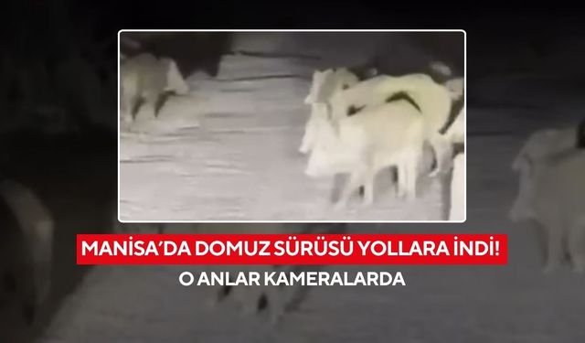 Manisa’da domuz sürüsü yollara indi! O anlar kameralarda