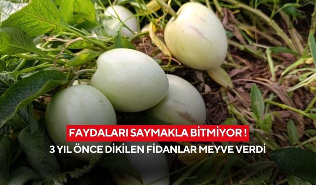 Faydaları saymakla bitmiyor ! 3 yıl önce dikilen fidanlar meyve verdi