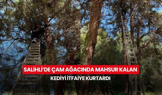 Salihli’de çam ağacında mahsur kalan kediyi itfaiye kurtardı