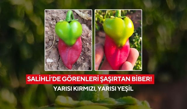 Salihli’de görenleri şaşırtan biber! Yarısı kırmızı, yarısı yeşil