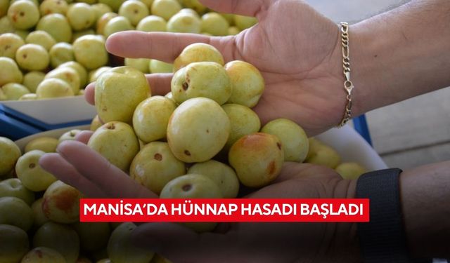 Manisa’da hünnap hasadı başladı | ‘Ölümsüzlük meyvesi’nde hasat zamanı yaklaştı