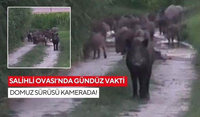 Salihli’de gündüz vakti domuz sürüsü şaşkınlığı