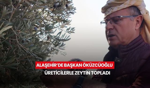 Alaşehir’de Başkan Öküzcüoğlu üreticilerle zeytin topladı