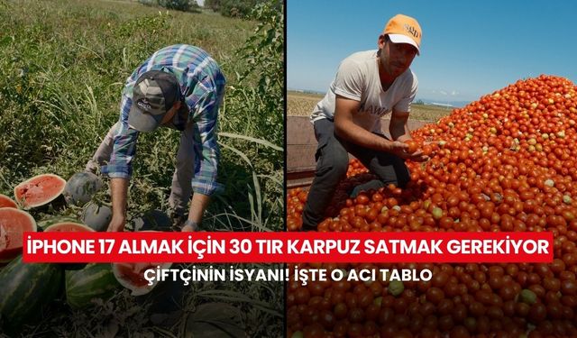 Bir telefon, bir tarla! En ucuz iPhone 17'nin karşılığı: 20 ton salçalık domates ediyor