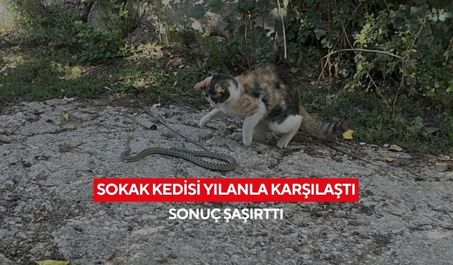 Böylesini görmedik! Sokak kedisi yılanla karşılaştı; Sonuç şaşırttı...