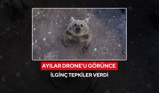 'Bu ne böyle?' Ayıların drone şaşkınlığı gülümsetti...
