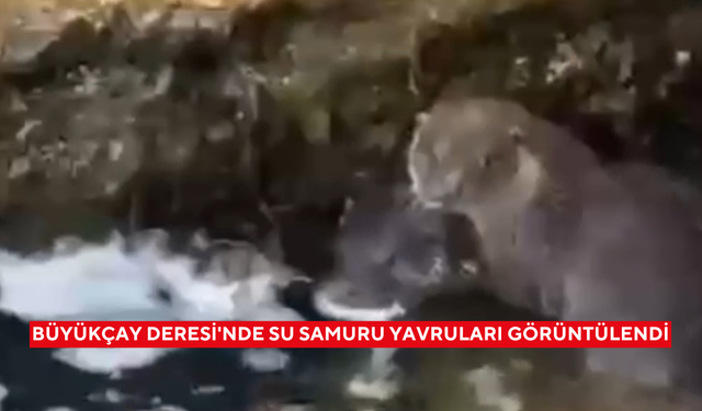 Büyükçay Deresi'nde su samuru yavruları görüntülendi