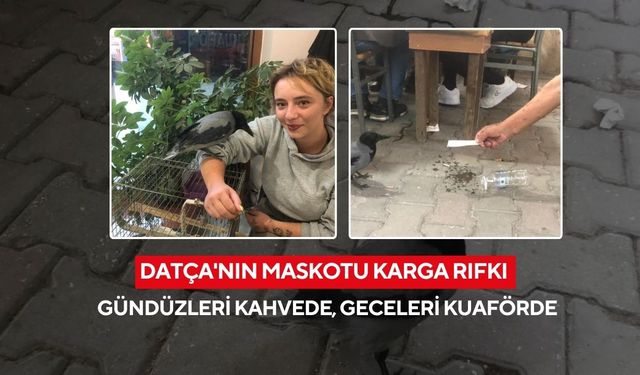 Datça'nın maskotu karga Rıfkı gündüzleri kahvede, geceleri kuaförde