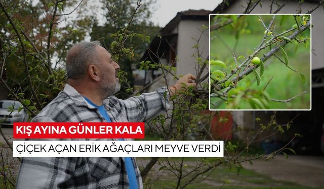Doğa tersine döndü: Erik ağaçları ekimde meyve verdi