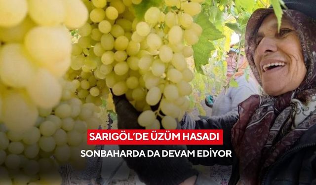 Sarıgöl’de üzüm hasadı Sonbaharda da devam ediyor