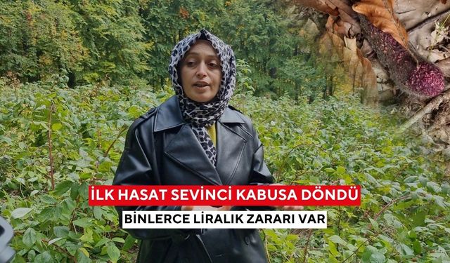İlk hasat sevinci kabusa döndü... 3 yıllık emeği bir gecede bitti