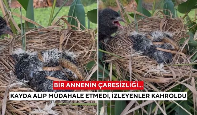 İzleyenler kahroldu! Anne kuşun hali sosyal medya ikiye bölündü