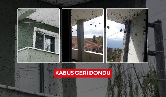 Kokarca kabusu geri döndü