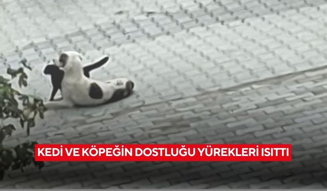 Kedi ve köpeğin dostluğu yürekleri ısıttı
