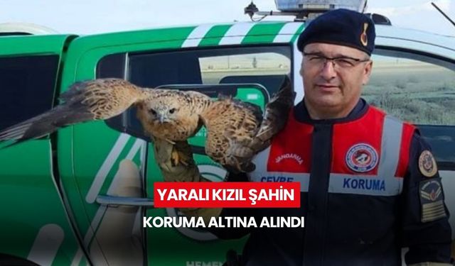 Yaralı kızıl şahin koruma altına alındı