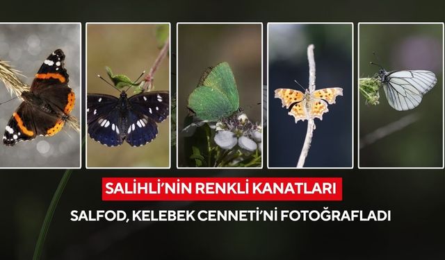 Salihli’nin kelebek zenginliği büyüledi