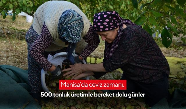 Manisa’da ceviz zamanı, 500 tonluk üretimle bereket dolu günler